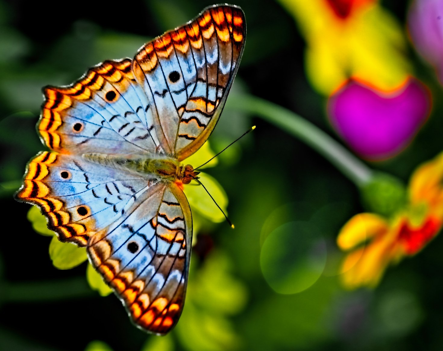 10 Mind-Blowing Facts About Beetles