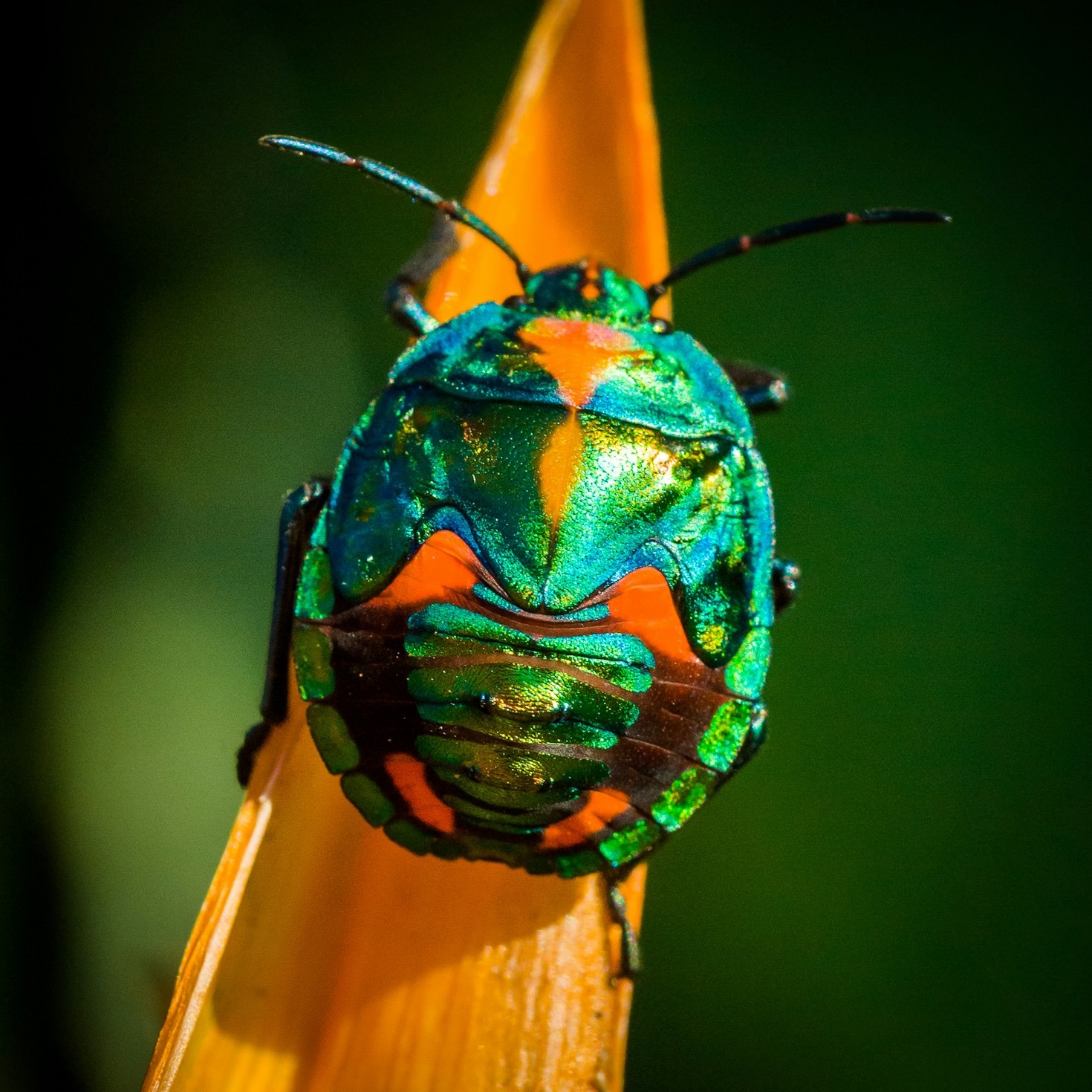 Why Spiders Aren’t Actually Insects